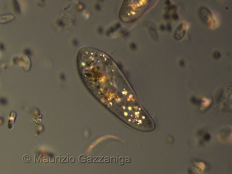 Paramecio in luce polarizzata